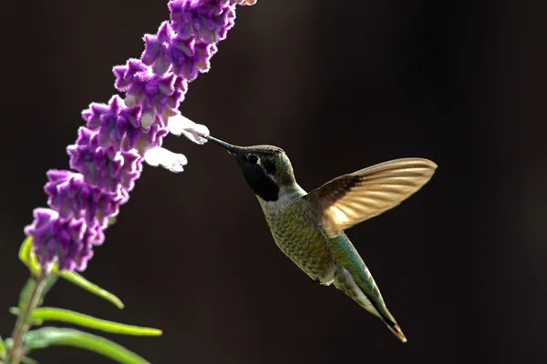 humming bird thumbnail