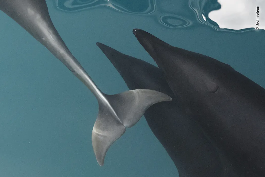 a dolphin tail and dolphin heads