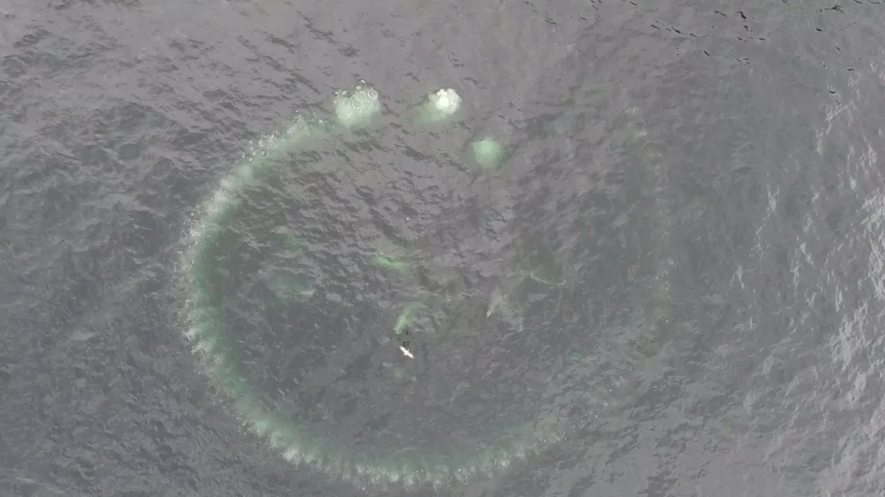 Preview thumbnail for Watch Humpback Whales Fish With Bubble Nets