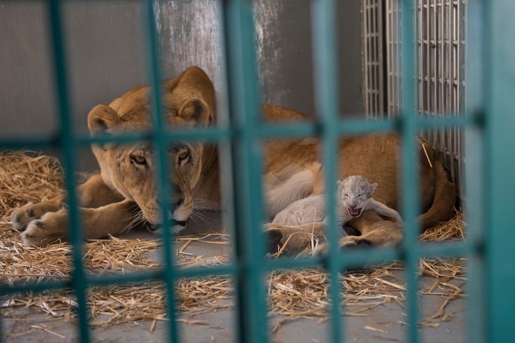 Lion Cub