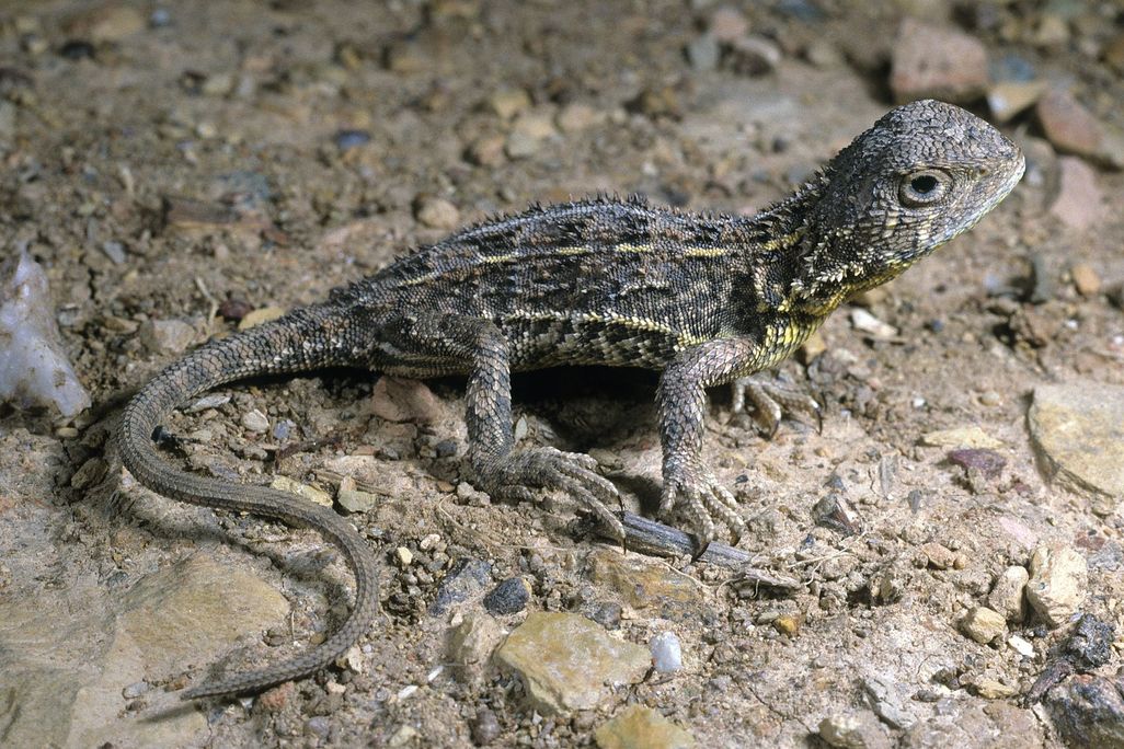 Grassland Earless Dragon