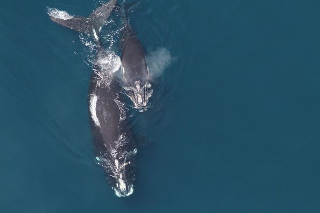 Right Whales