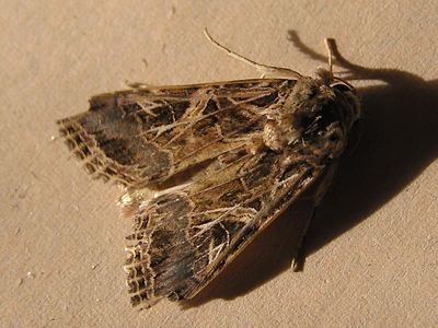 An African cotton leafworm moth.