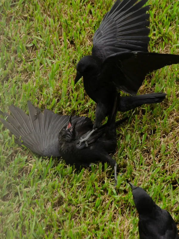 Crow fight thumbnail