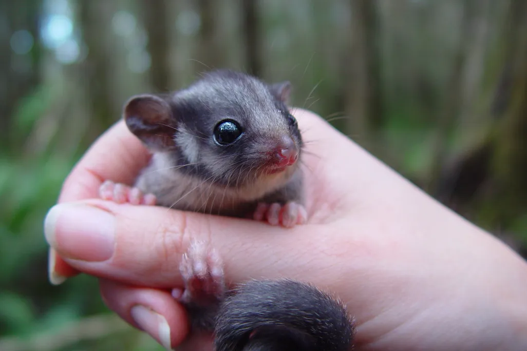 Small animal in person's hand