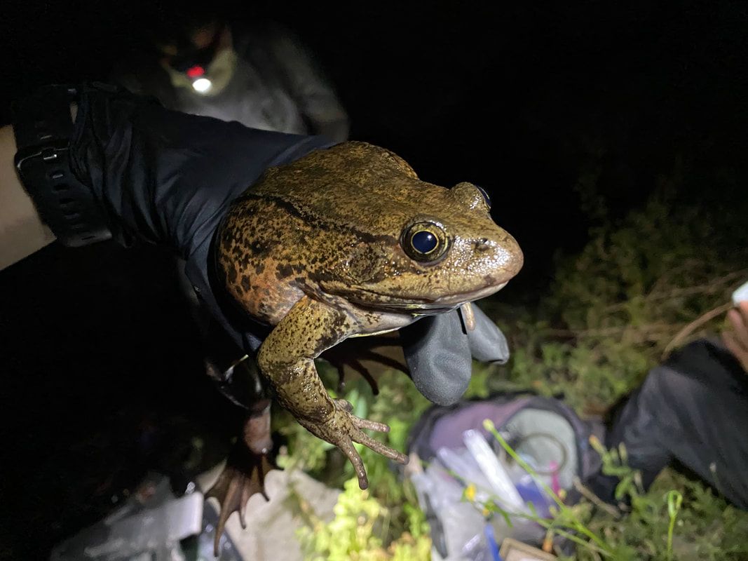 a biologist holds an endangered frog