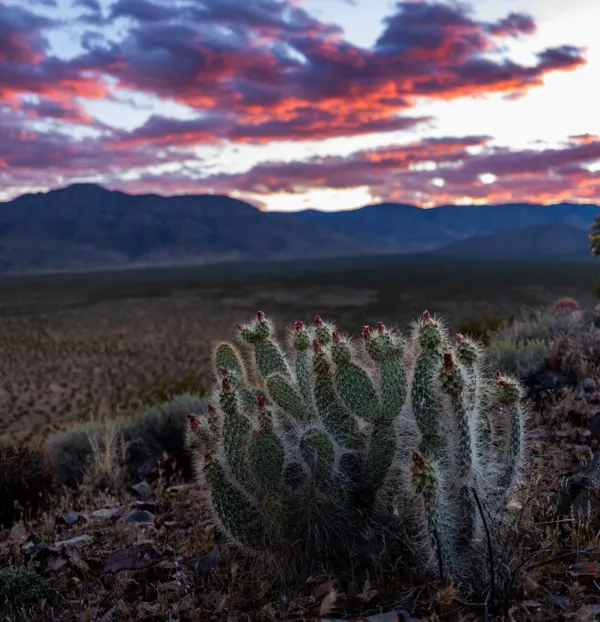 Cactus at sunset thumbnail