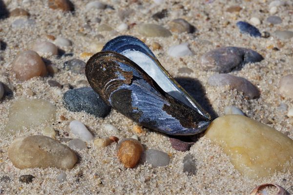 Mussel Shell thumbnail