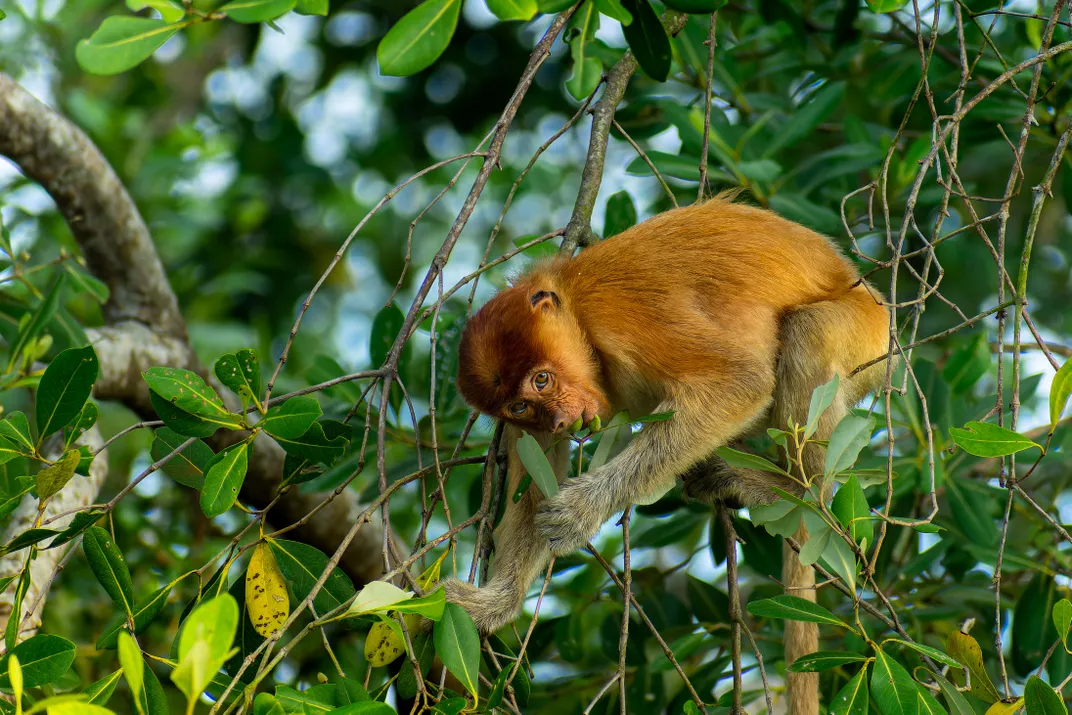 an orange monkey sits in a tree bending down to a lower branch to pull fruit into its mouth