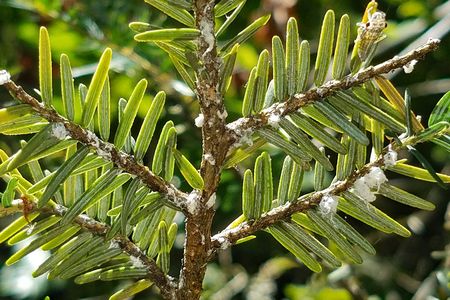 Smithsonian researchers studied 67 forest plots in a section of the Blue Ridge Mountains. They found that hemlock woolly adelgid had decimated hemlock populations.