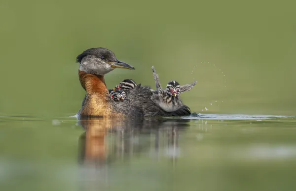 Red-necked grebe and chicks thumbnail