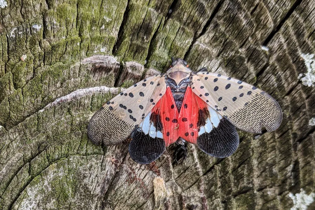 A brightly colored bug on a piece of wood