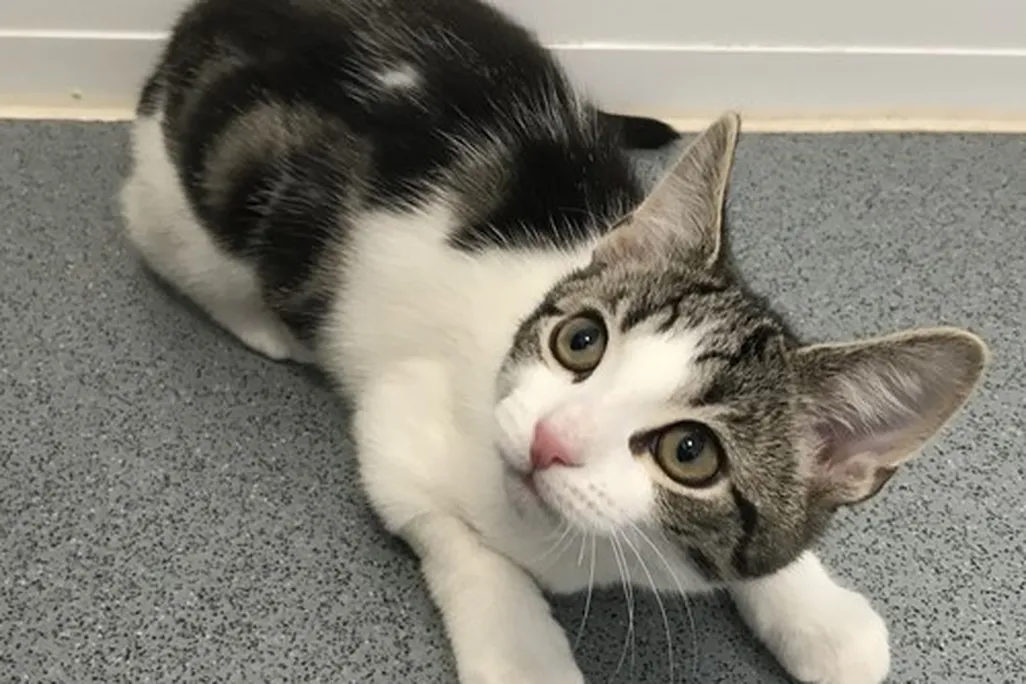 tabby and white kitten