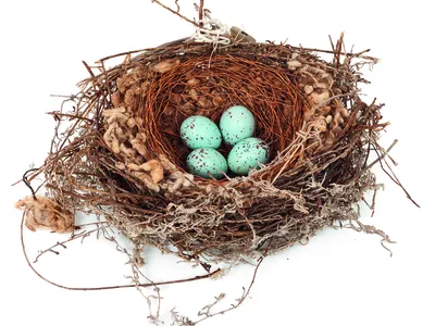 See the Wonders of Bird Engineering in These Photos of Intricate Nests image