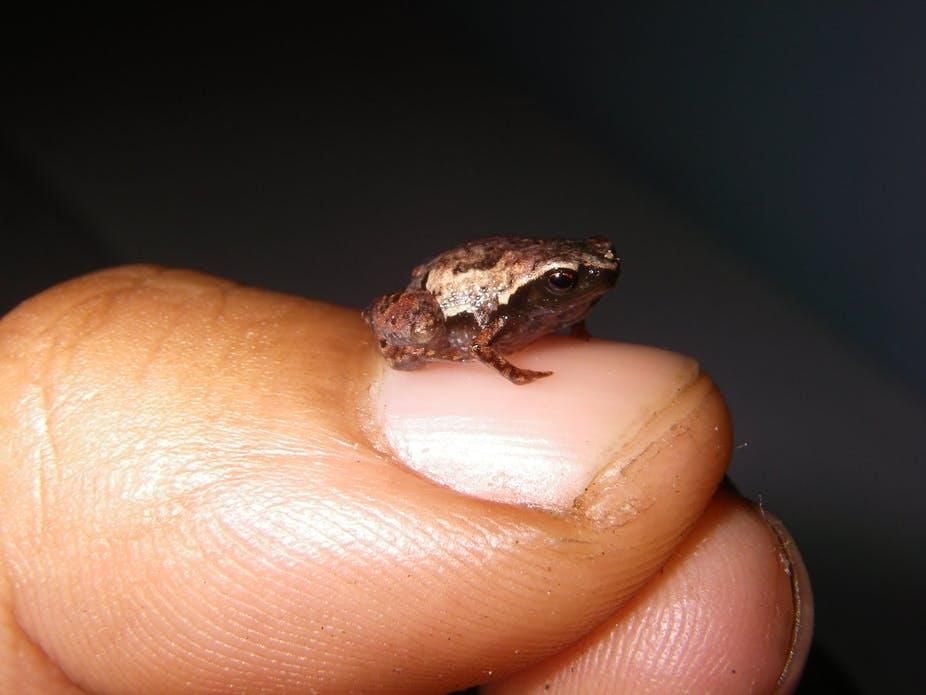 Meet 'Mini mum,' 'Mini scule' and 'Mini ature,' Three New Frog Species  Among the World's Smallest | Smart News| Smithsonian Magazine