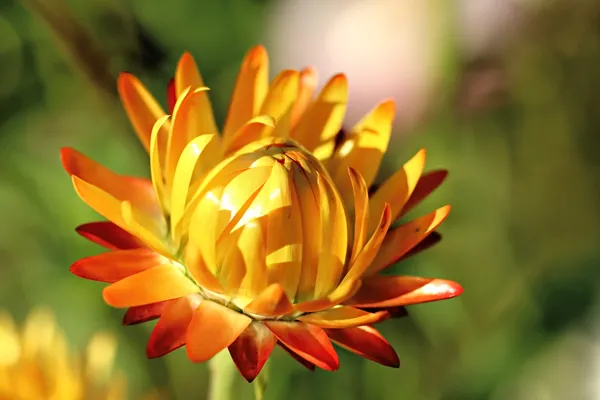 Straw Flower thumbnail