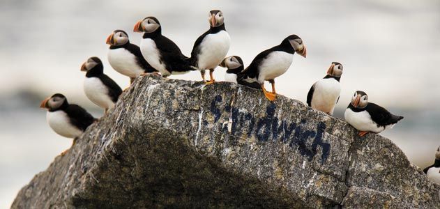 Maine's puffins on upward swing - The Wildlife Society