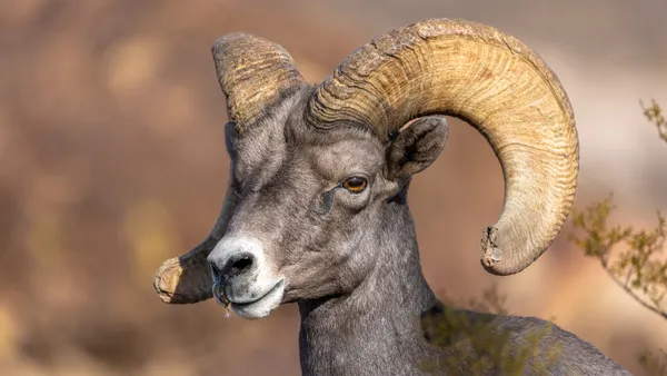 Desert Bighorn Sheep in the Morning Light thumbnail