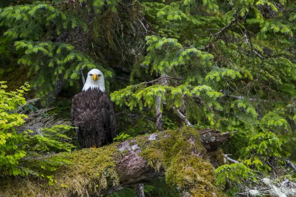 A bald eagle sits on a moss-covered tree in Tongass National Forest