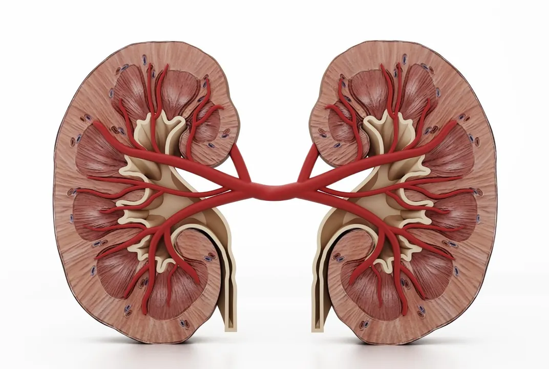 Top Five Myths About Human Kidneys | Science| Smithsonian Magazine