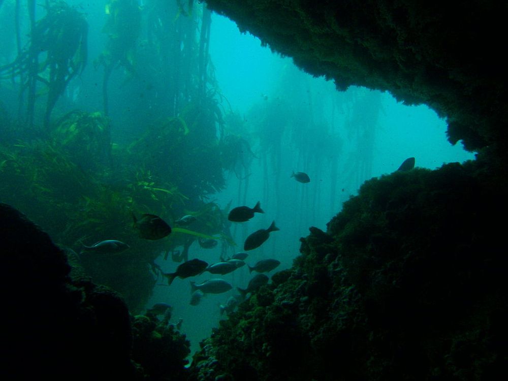 Could Sinking Tons of Seaweed to the Ocean Floor Help Combat Climate ...