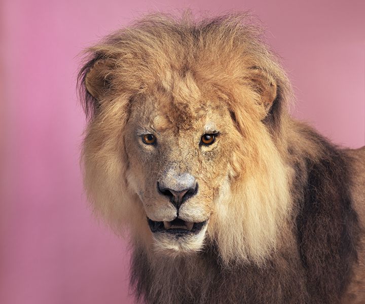 Lion front a pink background showing us his pure beauty Smithsonian