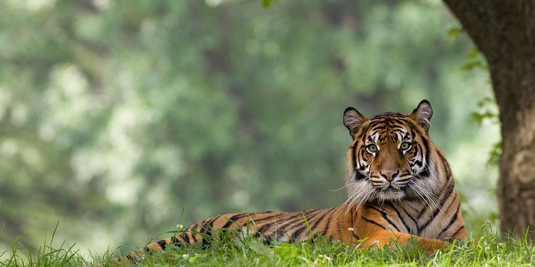 A Sumatran tiger rests in the grass near a tree at the Smithsonian's National Zoo.