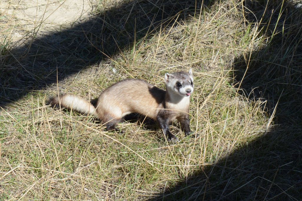 A black-footed ferret kit with its tongue sticking out sits on hay in an enclosure
