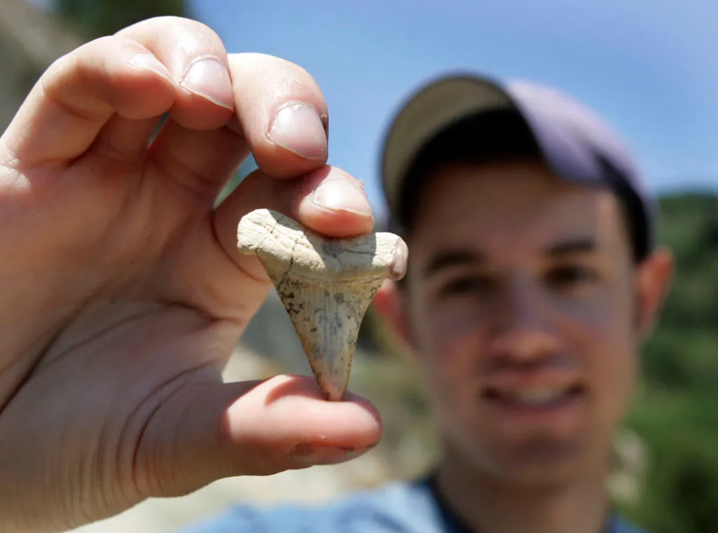 paleontology student holds fossil shark tooth