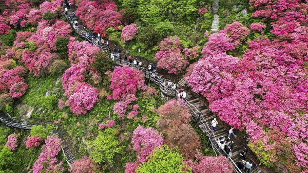 Mountain flowers in bloom thumbnail