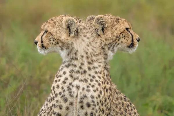 SEEING DOUBLE thumbnail