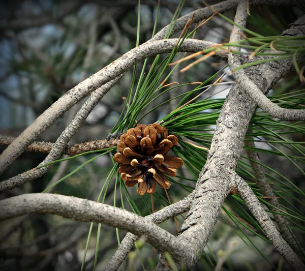 Ponderosa Pine Tree Pine Cone Art With Natural Framing while on morning walk thumbnail