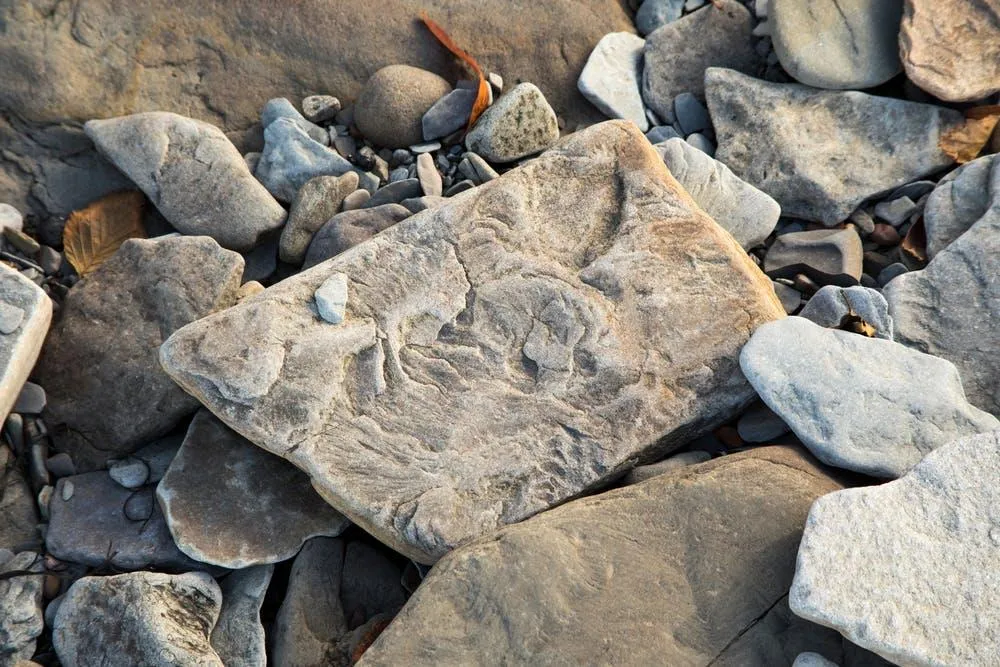 Fossils on the Beach