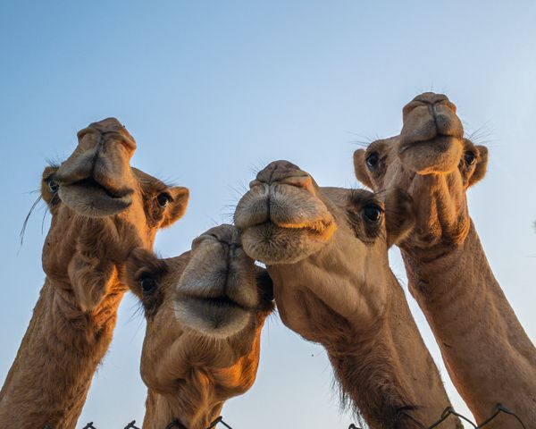 camel protrait thumbnail