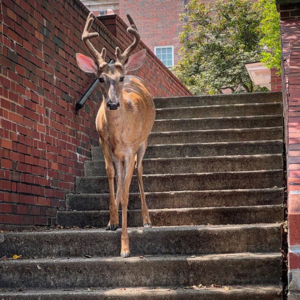 Campus Co-ed thumbnail