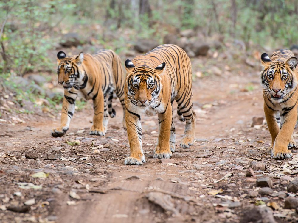 Endangered Bengal Tigers Could Go Extinct By 2070