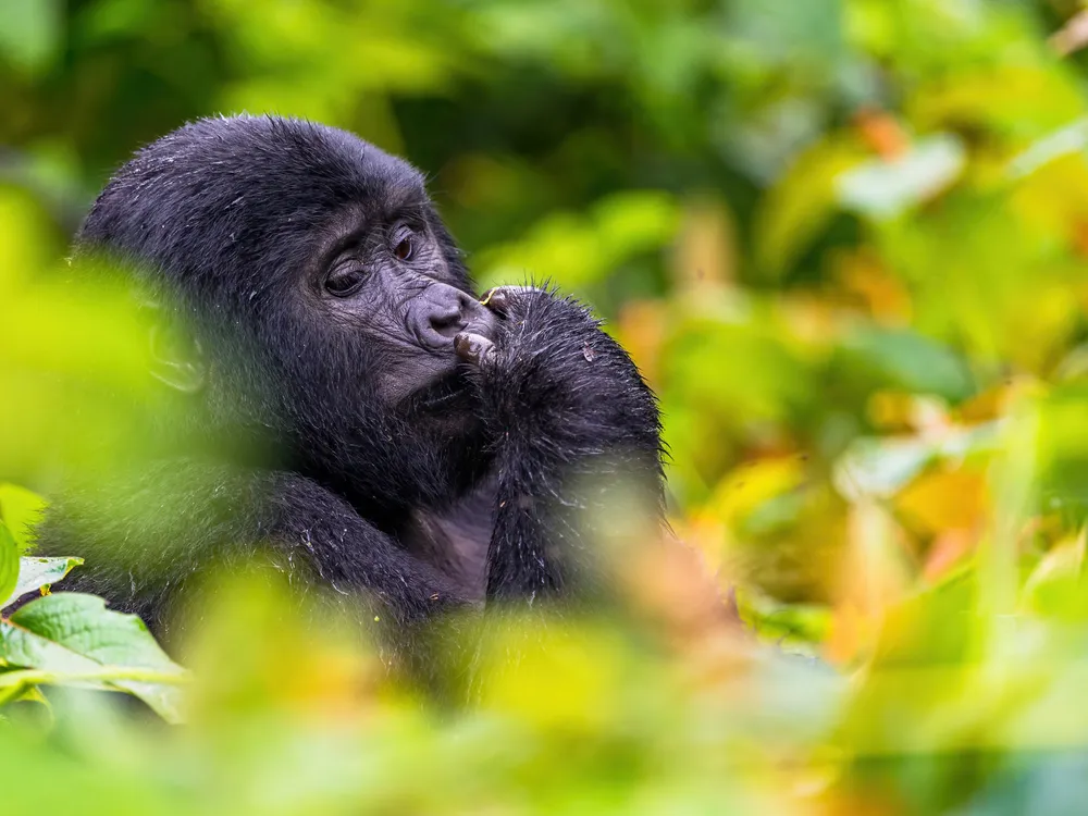 OPENER -A mountain gorilla seemingly enjoys a moment of solitude in the Bwindi Impenetrable Forest, surrounded by orange, yellow and green leaves.