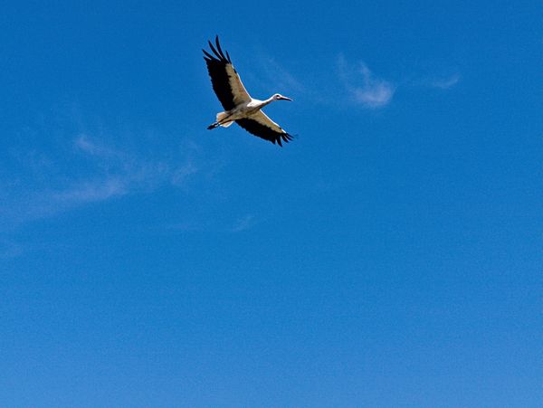 Stork flying on a sunny day (Alsace, France) thumbnail