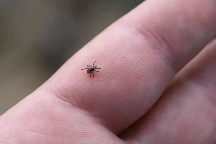 Of the estimated 899 species of ticks worldwide, about 90 are found in the continental U.S.; however, only four species are responsible for most of the infections found in the U.S. today.