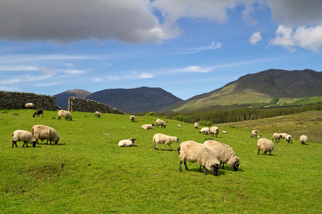 Connemara landscape with sheep