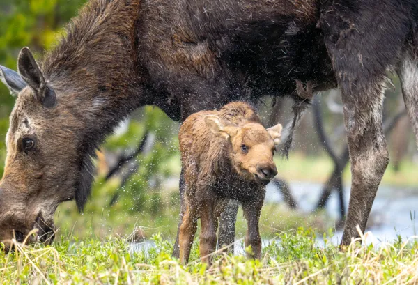 Moose calf shaking it thumbnail