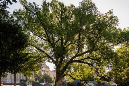 A large elm tree with branches full of green leaves stands in the sunlight