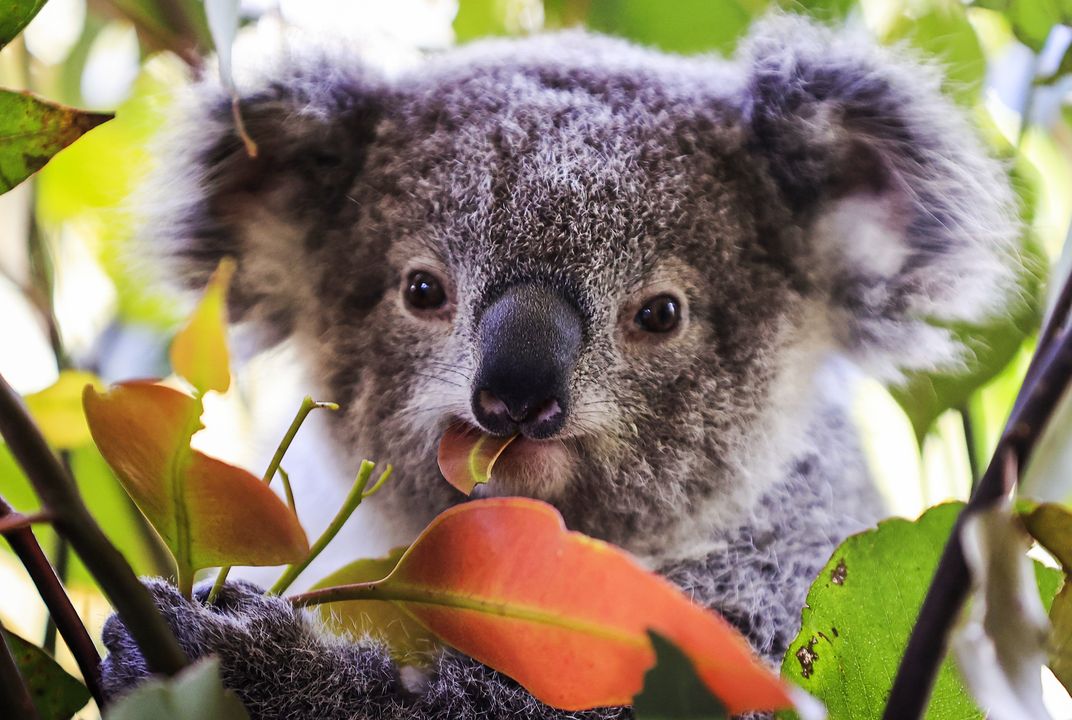 koala