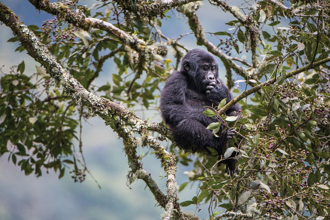 Juvenile in the Bwindi Impenetrable National Park