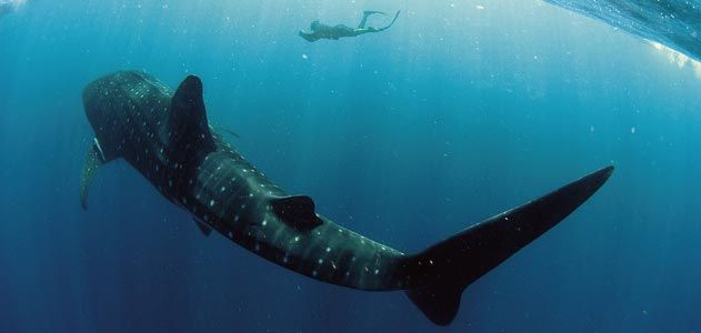 whale_sharks_mar08_631.jpg