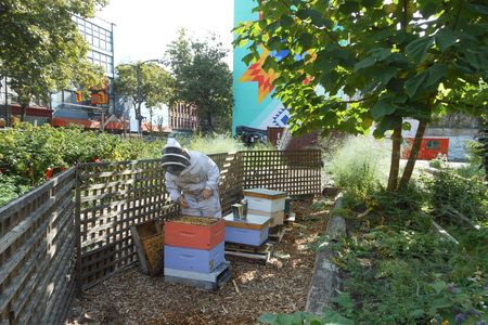 An apiarist tends to beehives at Hastings Urban Farm in Vancouver's Downtown Eastside.