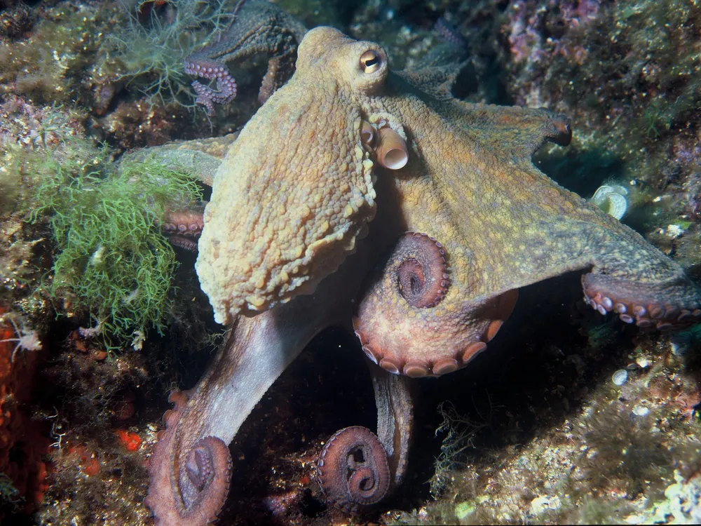 An octopus pictured on the ocean floor. It is facing away from the camera and has its tentacles curled up in coils.