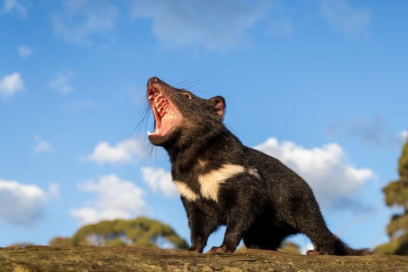 A Tasmanian devil screams