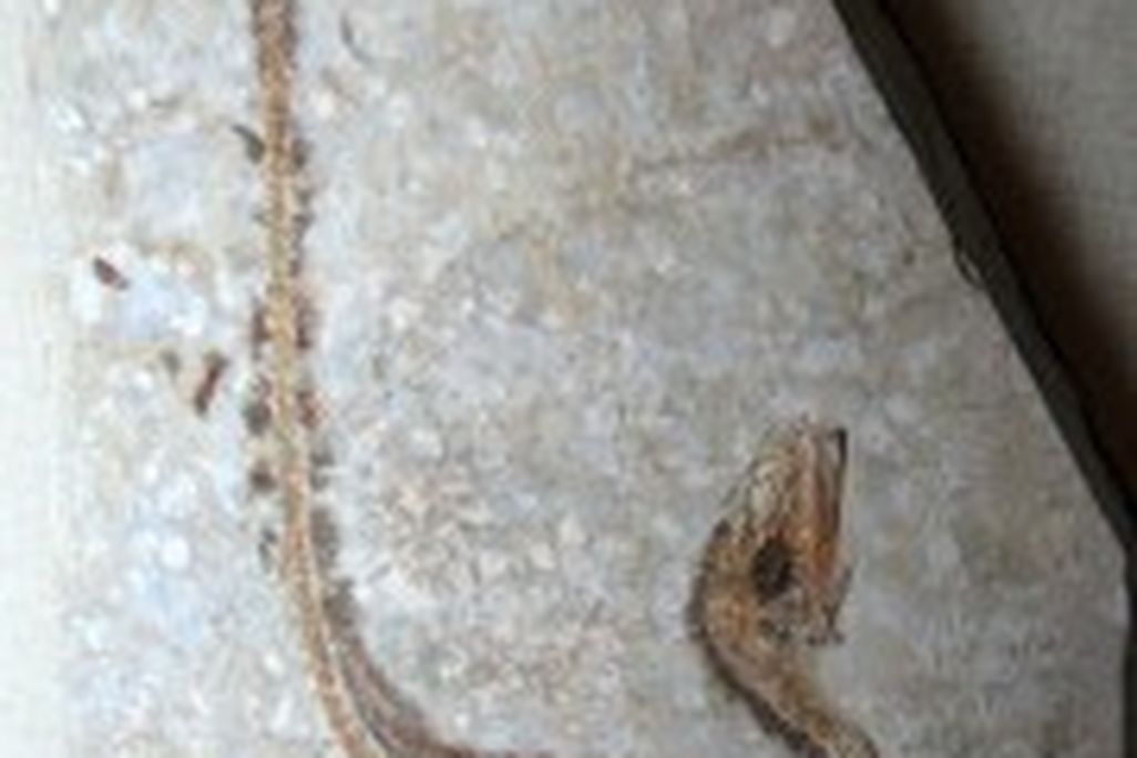 20110520083205Sinosauropteryxfossil-180x300.jpg