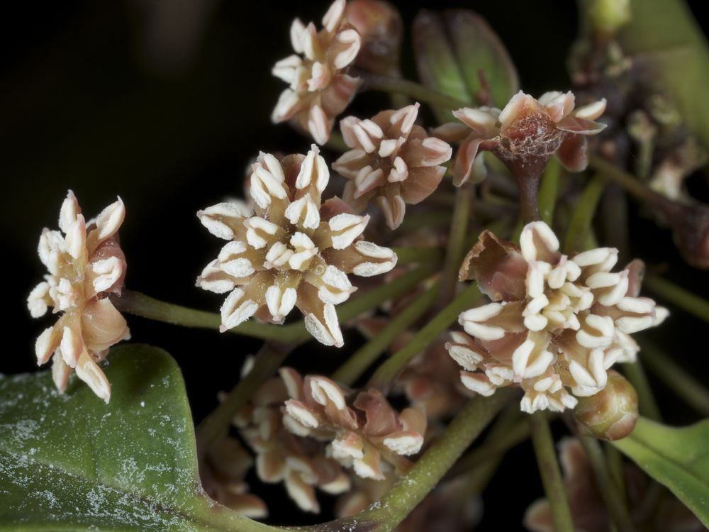 Amborella